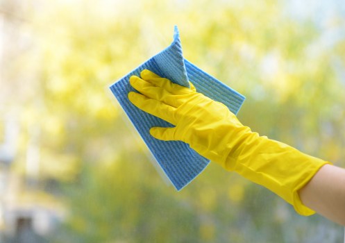Professional pet stain odour removal for a Notting Hill carpeted home